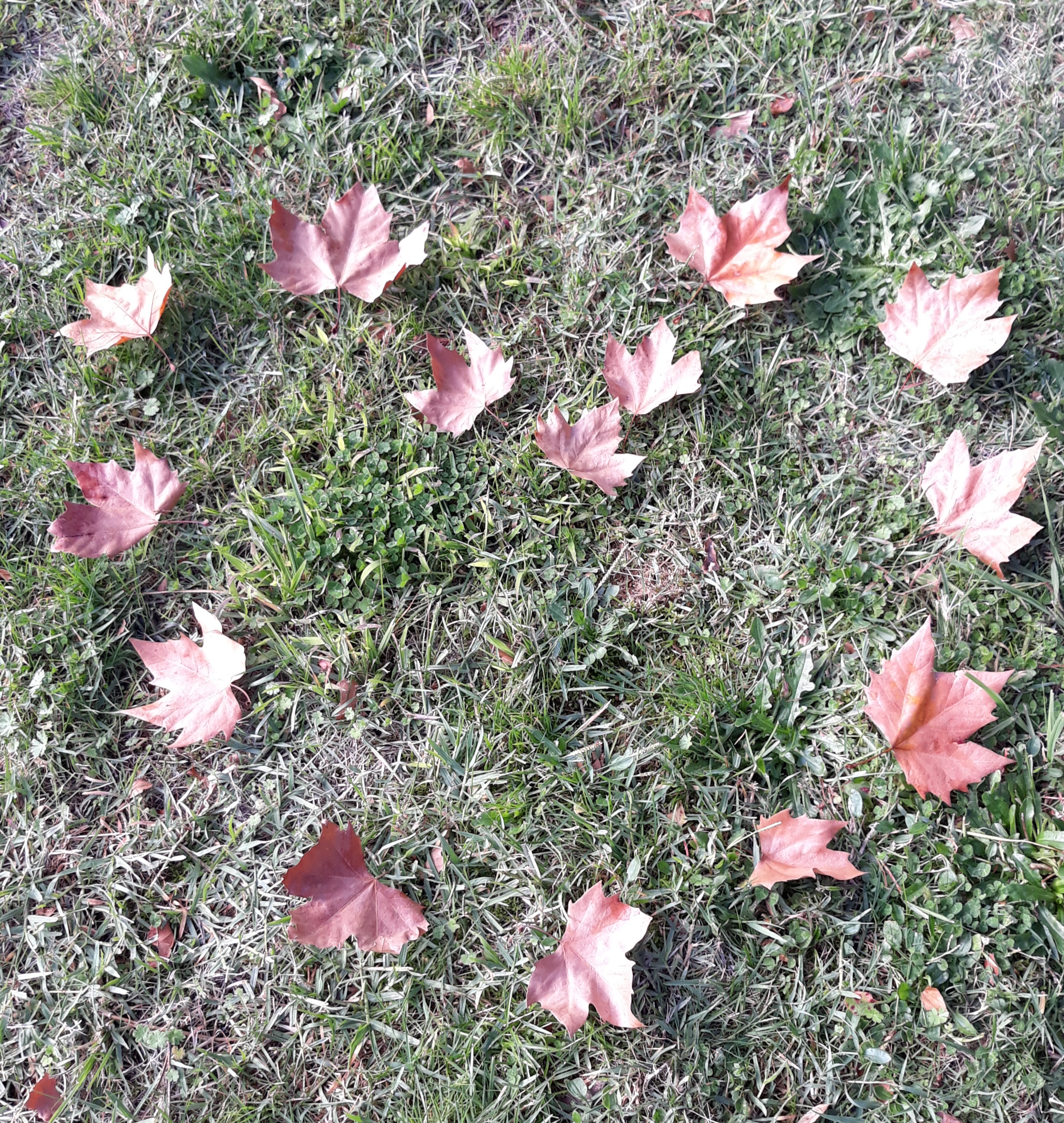 Coeur-formé-feuilles-nature