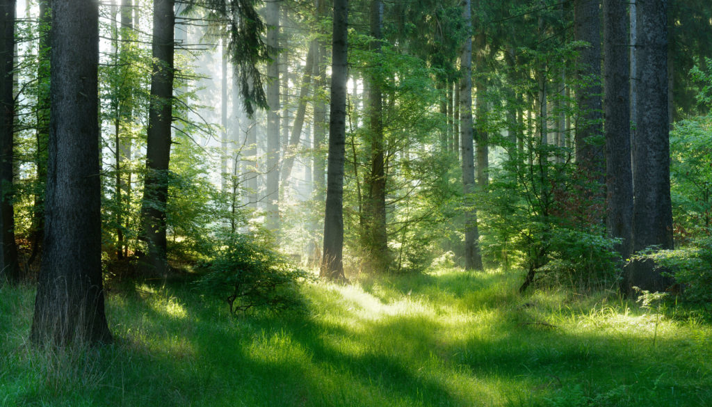 sapins éclairés dans la forêt sapins éclairés dans la forêt