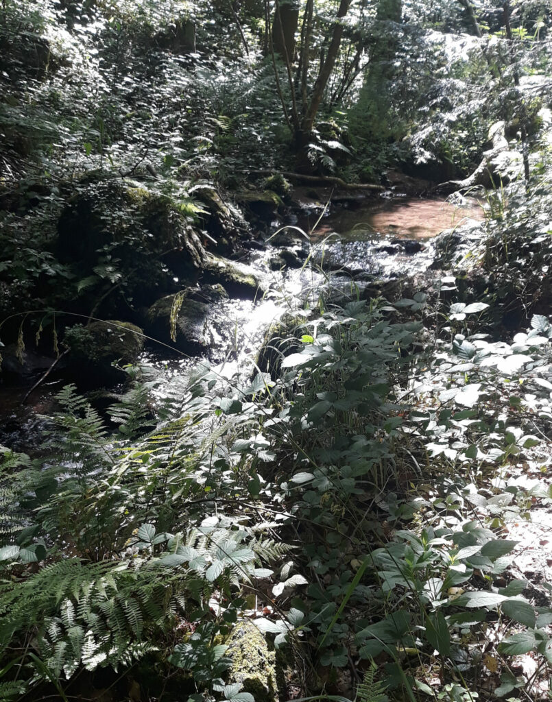 Ruisseau forêt