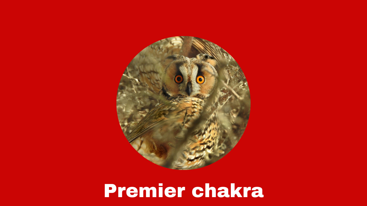 Premier chakra