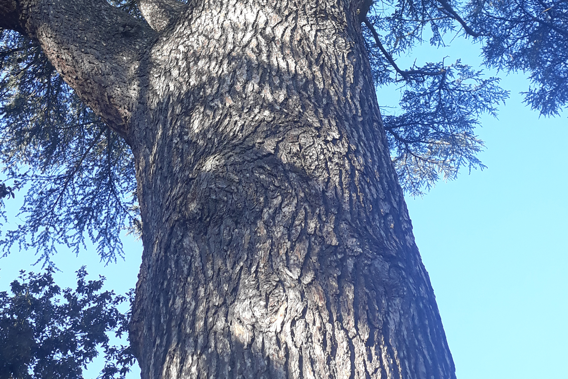 Alignement arbre cyprès
