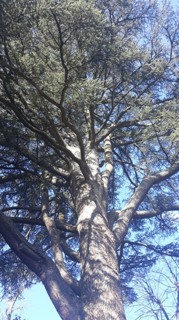 Arbre cèdre déploiement