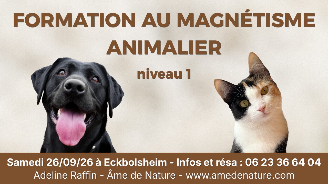 formation magnétisme animaux